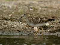 Bécasseau tacheté Calidris melanotos