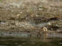 Bécasseau tacheté Calidris melanotos