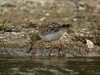 Bécasseau tacheté Calidris melanotos