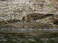 Bécasseau tacheté Calidris melanotos