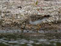 Bécasseau tacheté Calidris melanotos