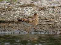 Bécasseau tacheté Calidris melanotos