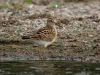 Bécasseau tacheté Calidris melanotos