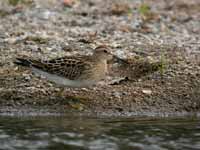 Bécasseau tacheté Calidris melanotos