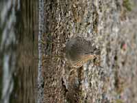 Bécasseau tacheté Calidris melanotos