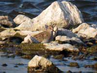 Bécasseau de Temminck Calidris temminckii