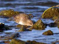 Bécasseau de Temminck Calidris temminckii