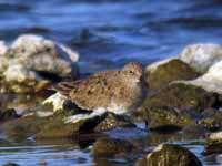 Bécasseau de Temminck Calidris temminckii