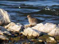 Bécasseau de Temminck Calidris temminckii