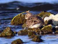 Bécasseau de Temminck Calidris temminckii