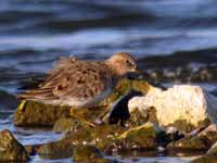 Bécasseau de Temminck Calidris temminckii