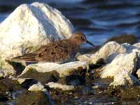 Bécasseau de Temminck Calidris temminckii