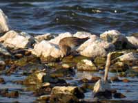 Bécasseau de Temminck Calidris temminckii