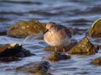 Bécasseau de Temminck Calidris temminckii