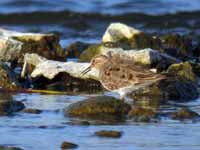 Bécasseau de Temminck Calidris temminckii