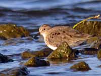 Bécasseau de Temminck Calidris temminckii