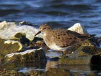 Bécasseau de Temminck Calidris temminckii