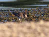 Bécasseau de Temminck Calidris temminckii