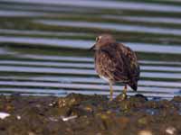 Bécasseau de Temminck Calidris temminckii