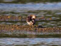 Bécasseau de Temminck Calidris temminckii