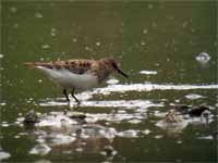 Bécasseau de Temminck Calidris temminckii