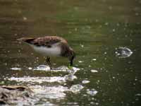 Bécasseau de Temminck Calidris temminckii