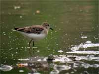 Bécasseau de Temminck Calidris temminckii