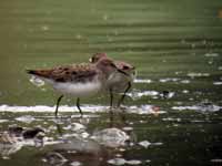 Bécasseau de Temminck Calidris temminckii