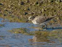 Bécasseau de Temminck Calidris temminckii