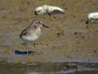 Bécasseau de Temminck Calidris temminckii