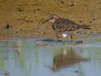 Bécasseau de Temminck Calidris temminckii