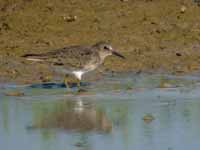 Bécasseau de Temminck Calidris temminckii