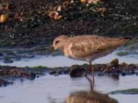 Bécasseau de Temminck Calidris temminckii