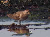 Bécasseau de Temminck Calidris temminckii