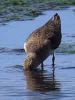 Bécasseau de Temminck Calidris temminckii