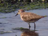 Bécasseau de Temminck Calidris temminckii