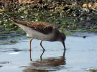 Bécasseau de Temminck Calidris temminckii