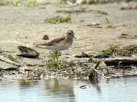 Bécasseau minuscule Calidris minutilla