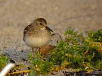 Bécasseau minuscule Calidris minutilla