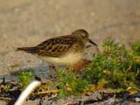 Bécasseau minuscule Calidris minutilla