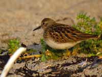 Bécasseau minuscule Calidris minutilla