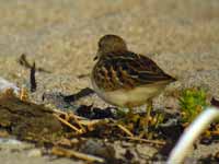 Bécasseau minuscule Calidris minutilla