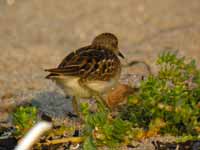 Bécasseau minuscule Calidris minutilla