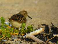 Bécasseau minuscule Calidris minutilla