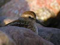 Bécasseau minuscule Calidris minutilla