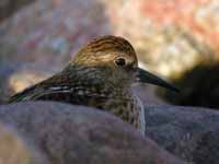 Bécasseau minuscule Calidris minutilla