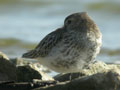 Bécasseau variable Calidris alpina