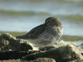 Bécasseau variable Calidris alpina