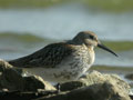 Bécasseau variable Calidris alpina