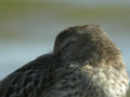 Bécasseau variable Calidris alpina